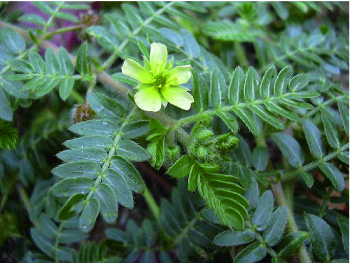 Prime Test - Tribulus terrestris